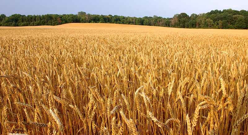 Wheat