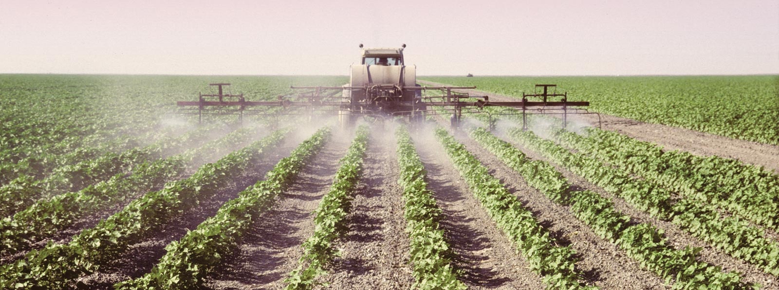 Cotton Spraying