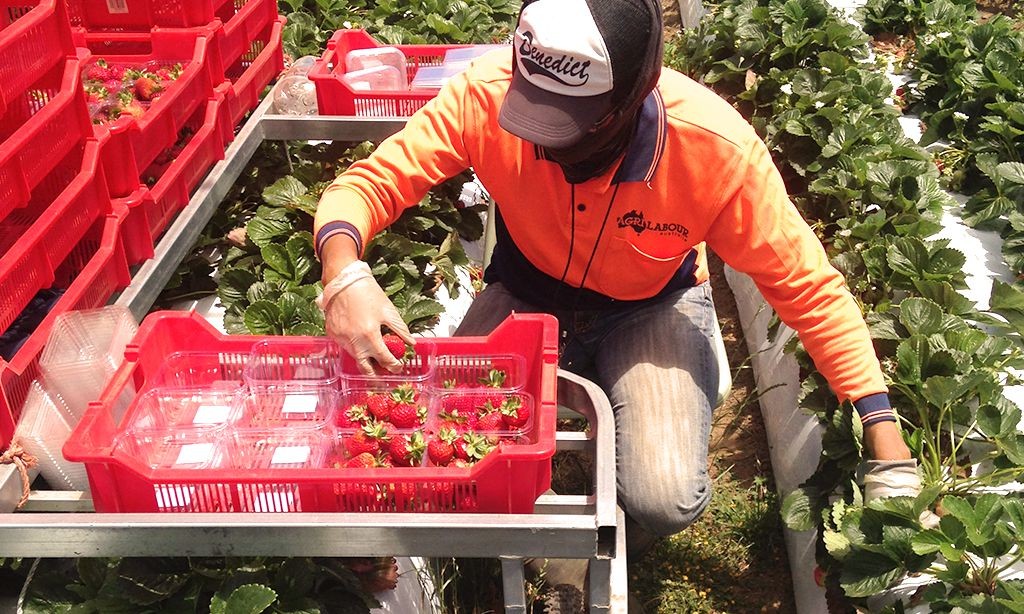 Agri Labour Blog - Robots