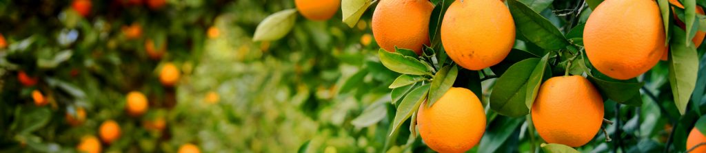 Backpacker jobs, Australia's best agriculture recruitment agency,