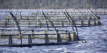 agricultural fish farming