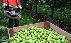 farm labour harvesting green apples