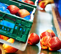 apples being unloaded onto processing line