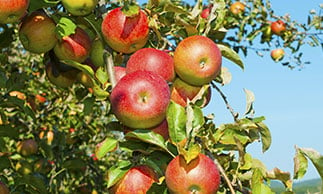 new south wales apple plantation