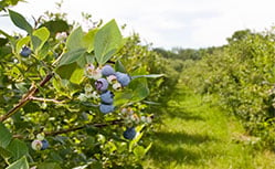 blueberry plantation in new south wales