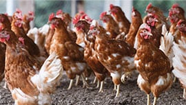 chickens in farm