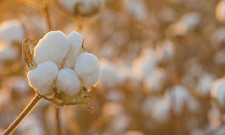 queensland cotton