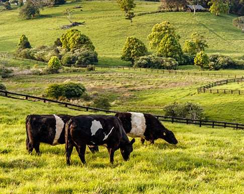 dairy cows on farm