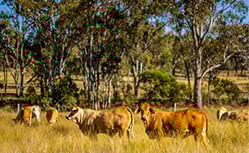 cows on farm land