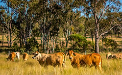 cows on farm land