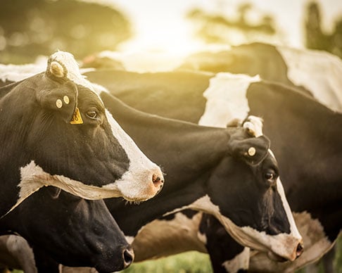 cows in tasmanian farm