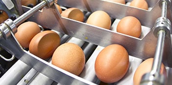 egg processing