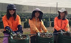 farm workers planting crops in tasmania farm