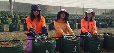 farm workers planting crops in tasmania farm