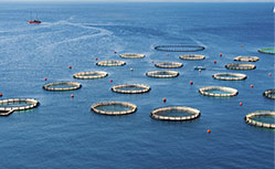 fish farming in south australia