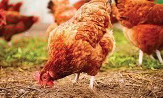 free range chickens in tasmania farm