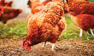 free range chickens in tasmania farm