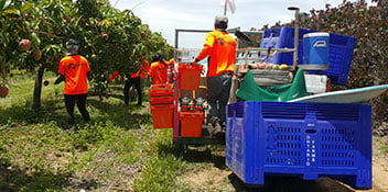 farm workers harvesting crops in queensland