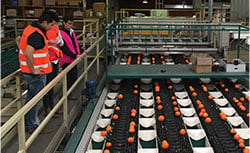 agricultural fruit processing facility