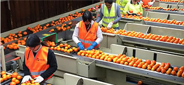 labour workers sorting fruit