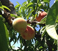 fruit on tree