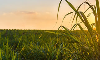 queensland agricultural