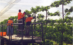 farm workers on a truck