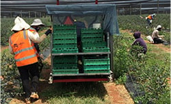 farm workers loading fruit into cart