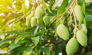 queensland green mangoes