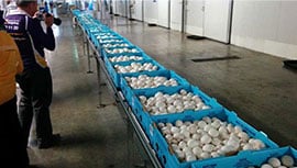 mushroom harvest in south australia