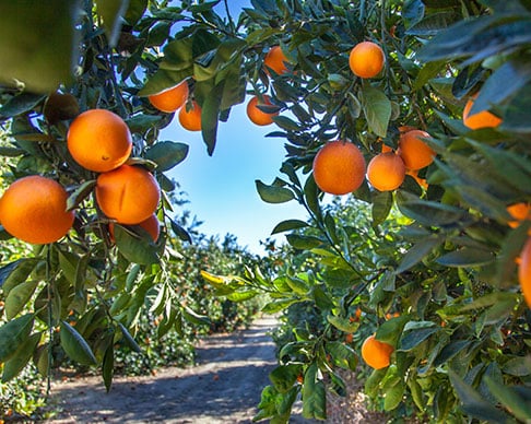 orange plantation in south australian farm