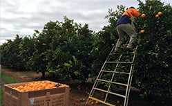 farm worker picking oranges in south australia