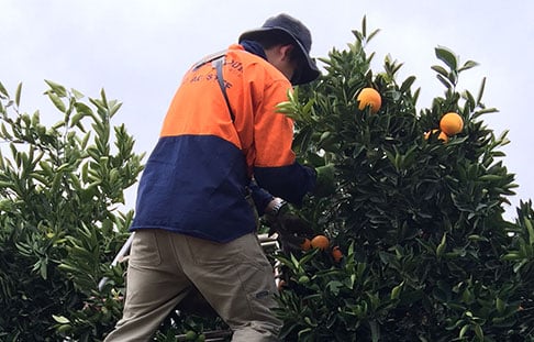 farm worker picking oranges