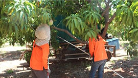 farm workers picking fruit