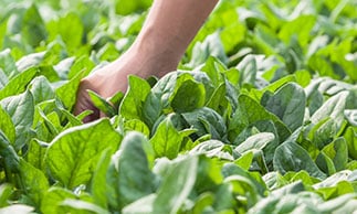 picking vegetables