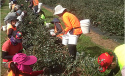 workers picking harvesting crops