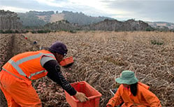 potato farming in tasmania