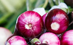 red onions being harvested in farm