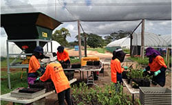 planting seedlings in south australia farm