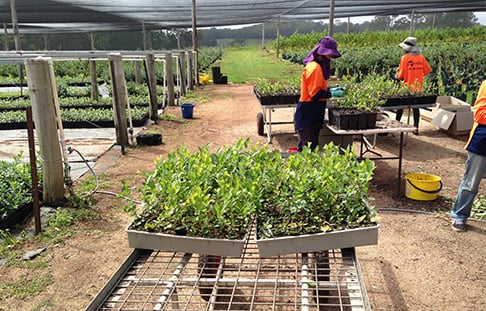 seedling planting agriculture work in south australia