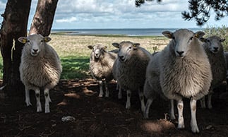 sheep on farmland in south australia