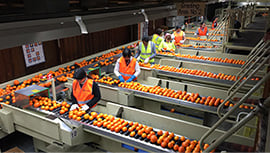 agricultural work sorting oranges