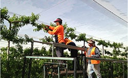 tasmanian workers pruning crops