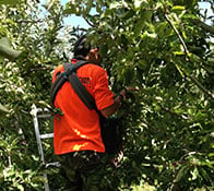 tasmania worker harvesting crops