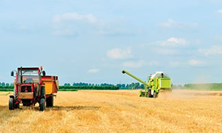 wheat harvest in south australia