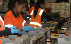 tasmanian workers processing tomatoes