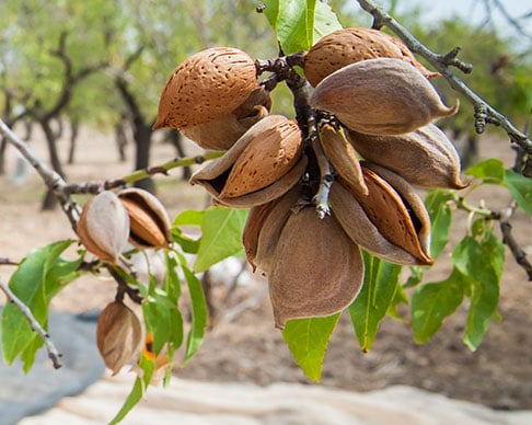 almond tree