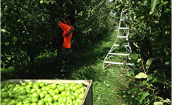 western australia farm worker picking apples