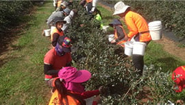 farm workers picking blueberries in western australia