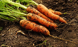 farm fresh carrots